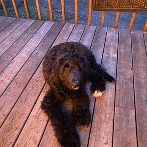 Meet your Posher, Lily